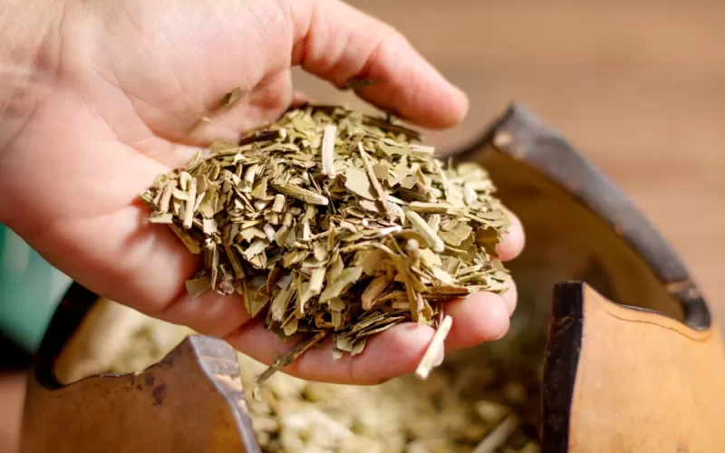 La yerba mate argentina bate r&eacute;cord de exportaciones